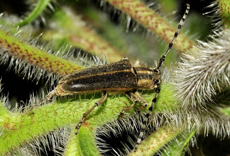 Cerambycidae: Agapanthia cynarae e Oxylia duponchelii